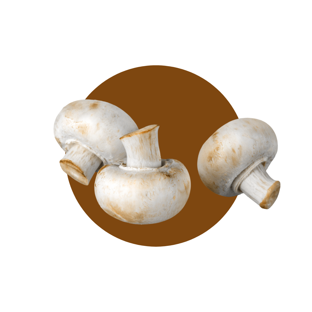 FUNGHI CHAMPIGNON