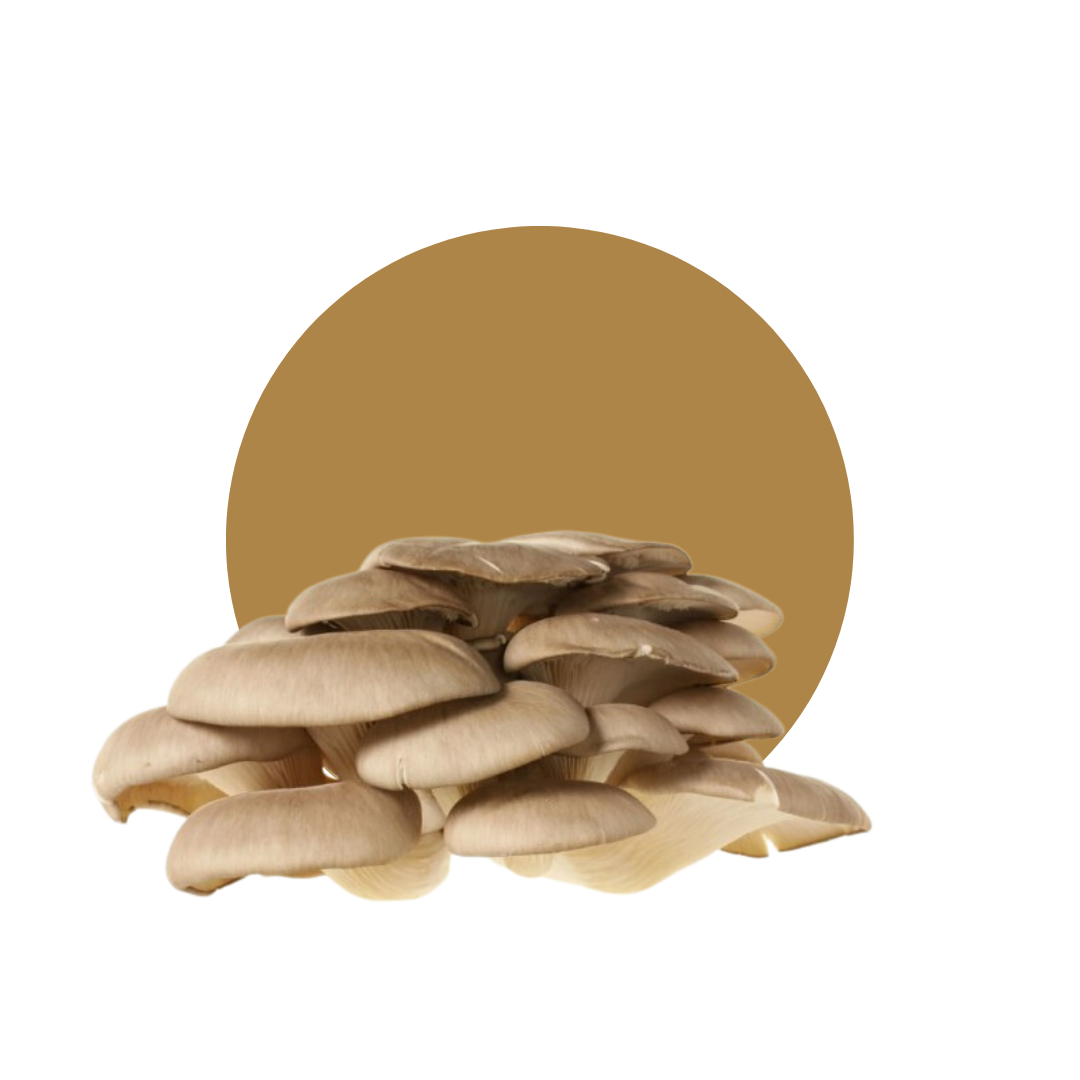 FUNGHI Pleurotus
